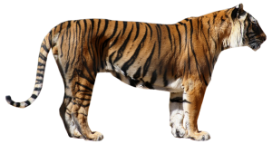 Tiger PNG-23233